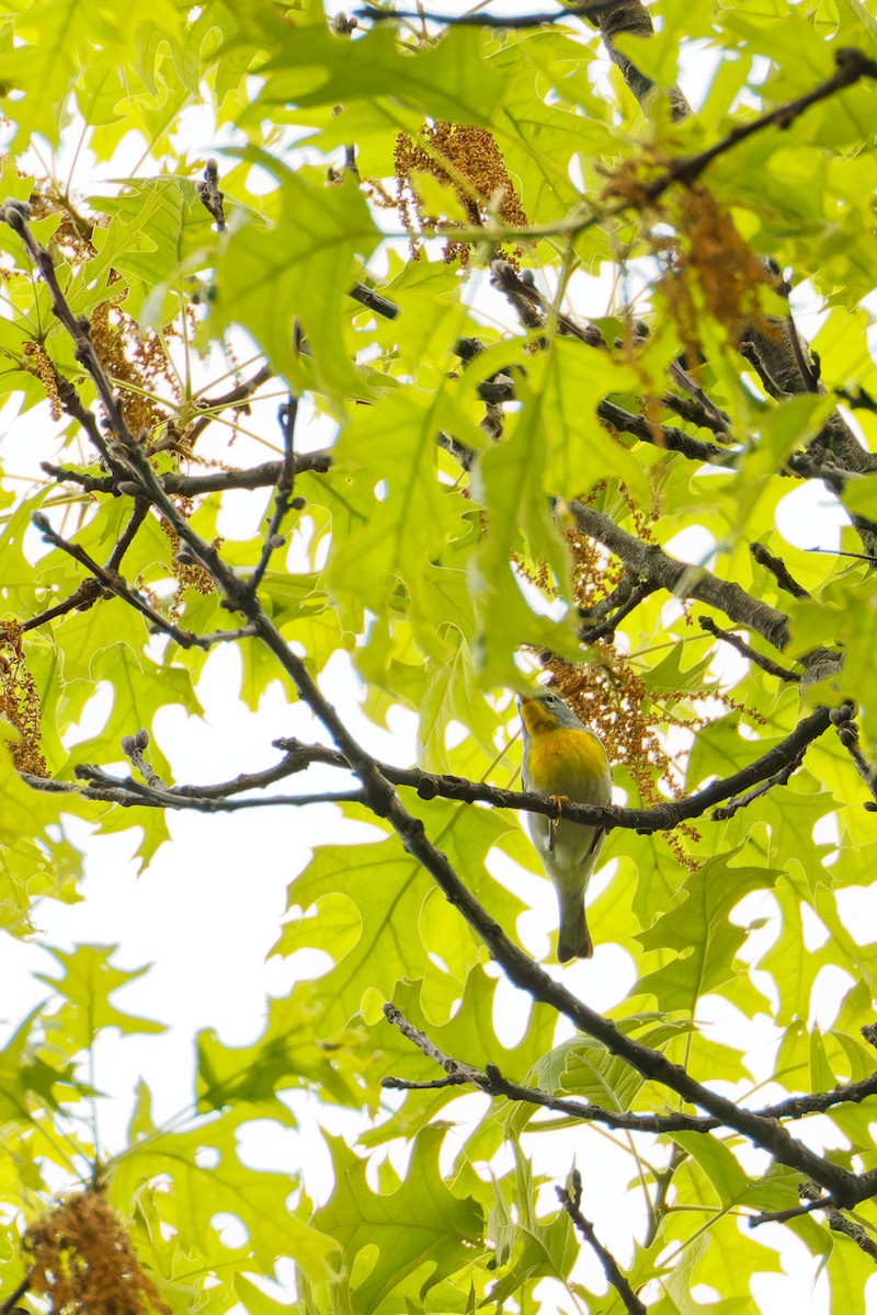 Northern Parula - ML571334241