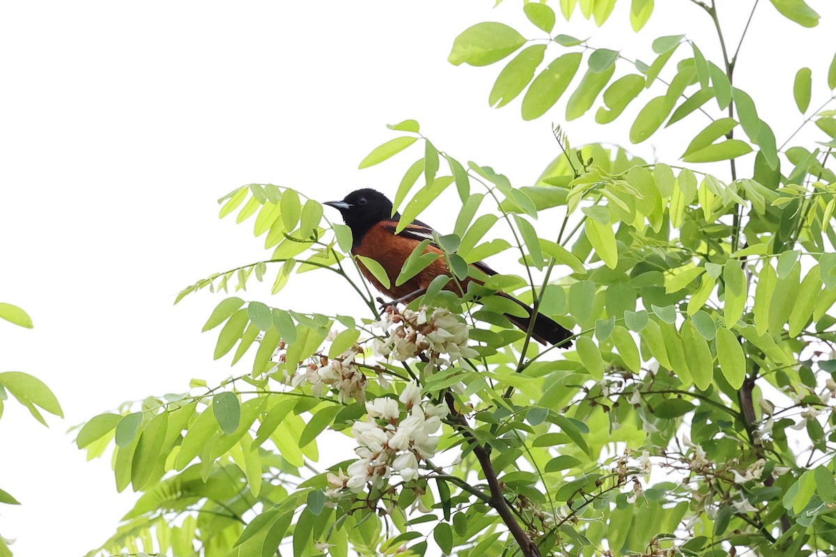 Orchard Oriole - Yiming Qiu