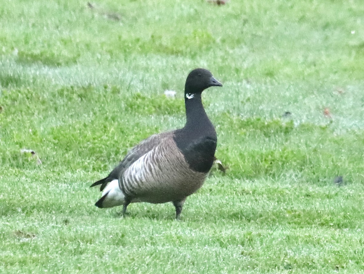 Brant (Atlantic) - ML571336391