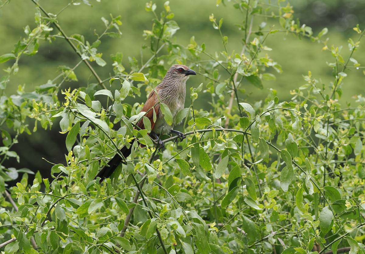 White-browed Coucal (White-browed) - Sam Woods