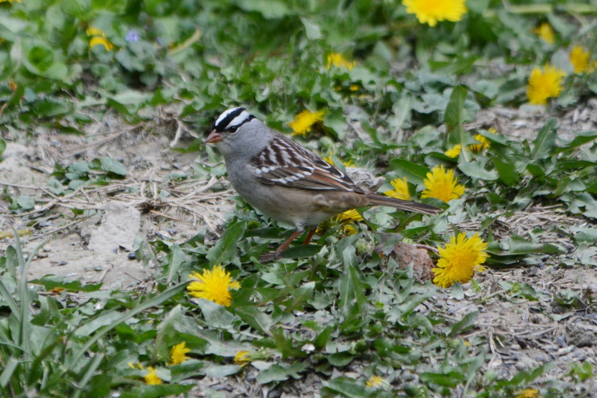 Bruant à couronne blanche - ML571337481