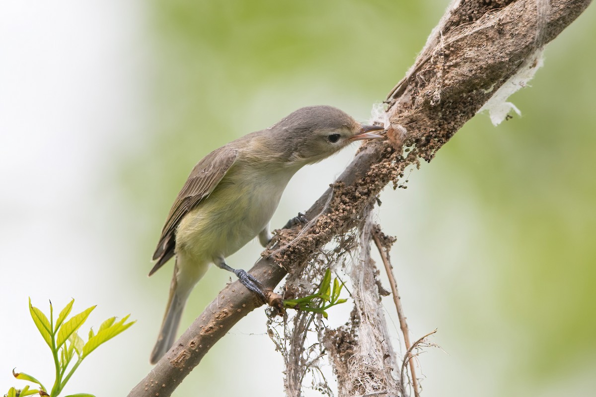 Warbling Vireo (Eastern) - ML571337931