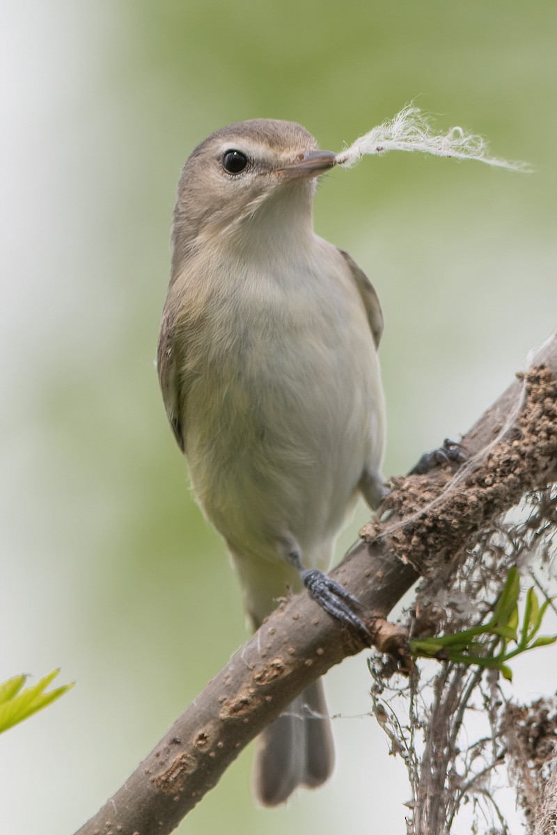 Warbling Vireo (Eastern) - ML571338081