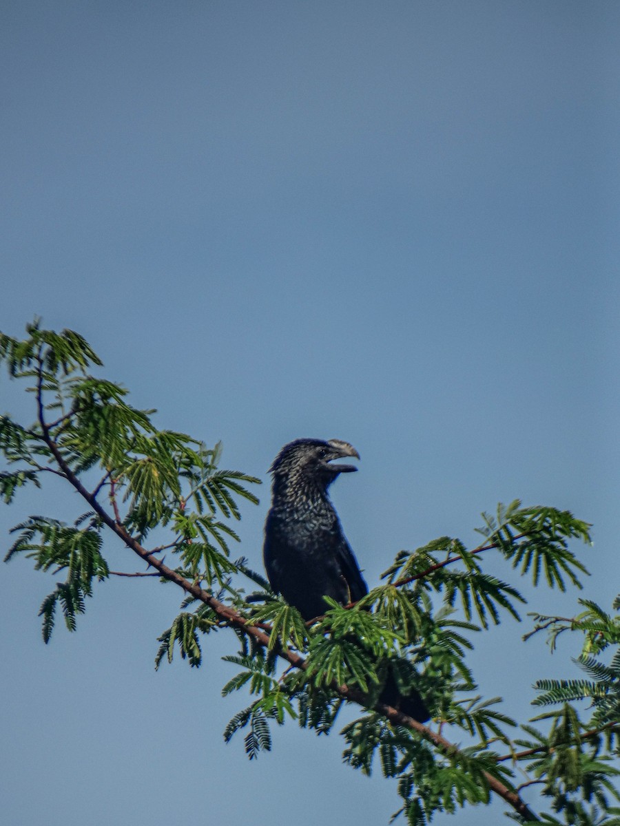 Smooth-billed Ani - ML571339181