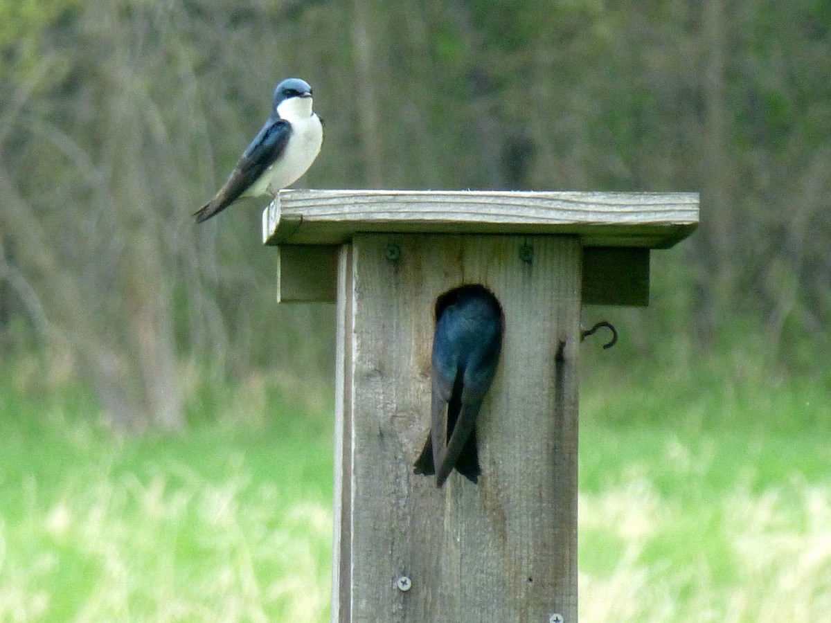 Tree Swallow - ML571339521