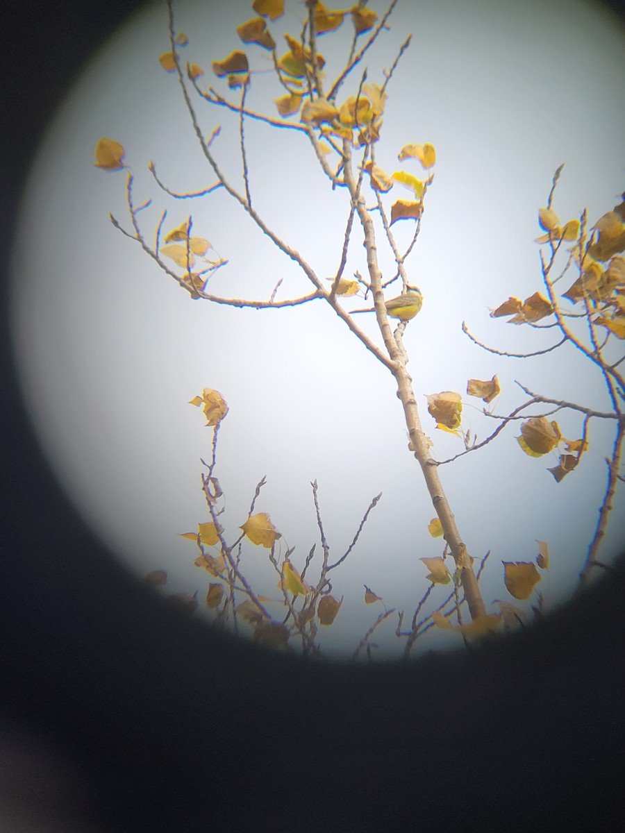 Tropical Kingbird - ML571339641