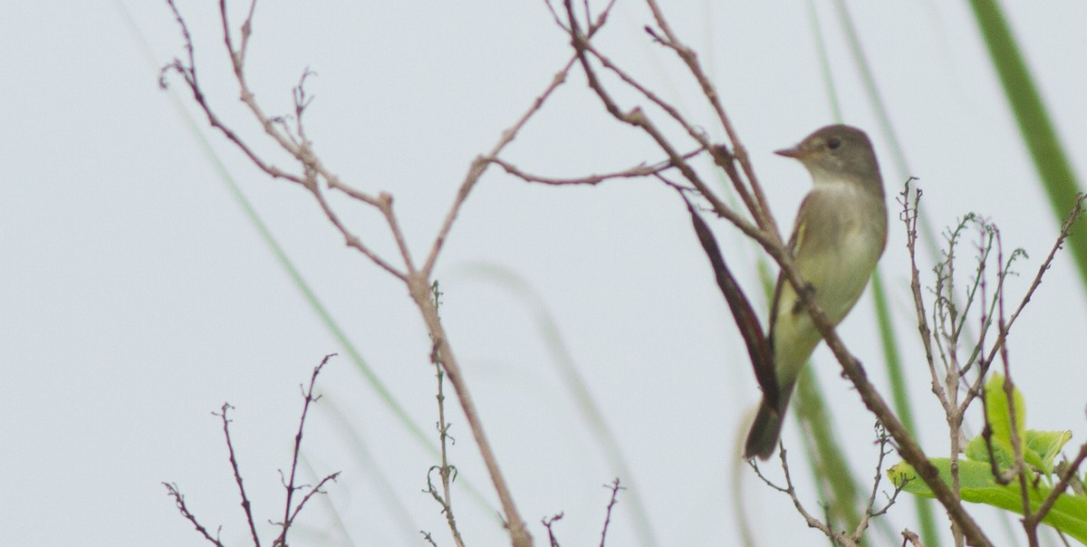 Northern Tropical Pewee - Scott Simmons