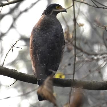 Crested Serpent-Eagle - ML571339921