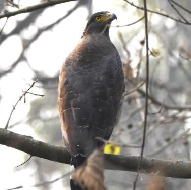 Crested Serpent-Eagle - ML571339931