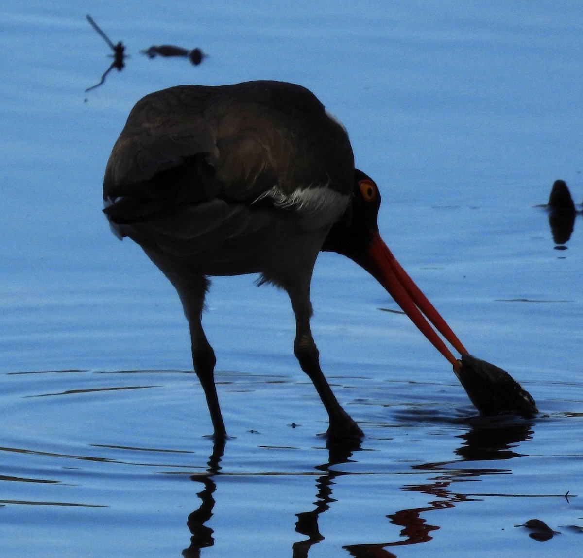 American Oystercatcher - ML571340561