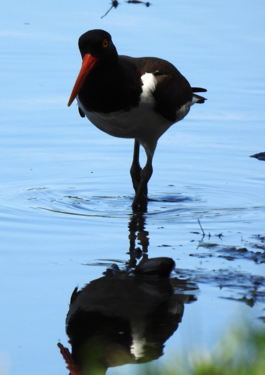 American Oystercatcher - ML571340581