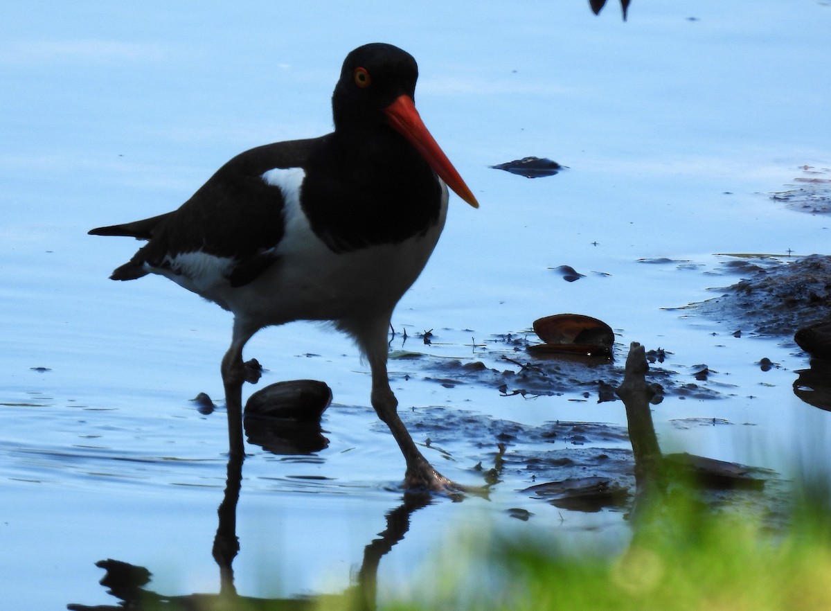 American Oystercatcher - ML571340591