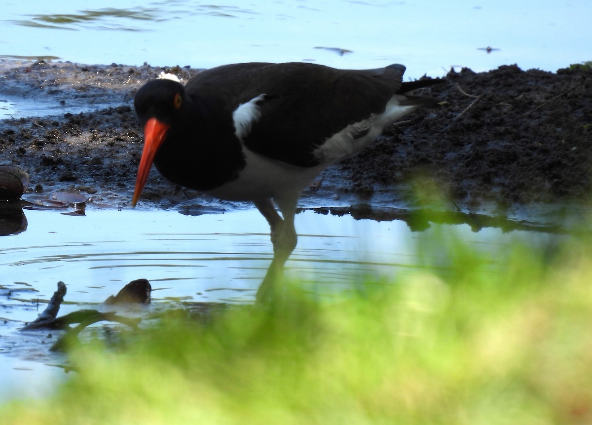 American Oystercatcher - ML571340611