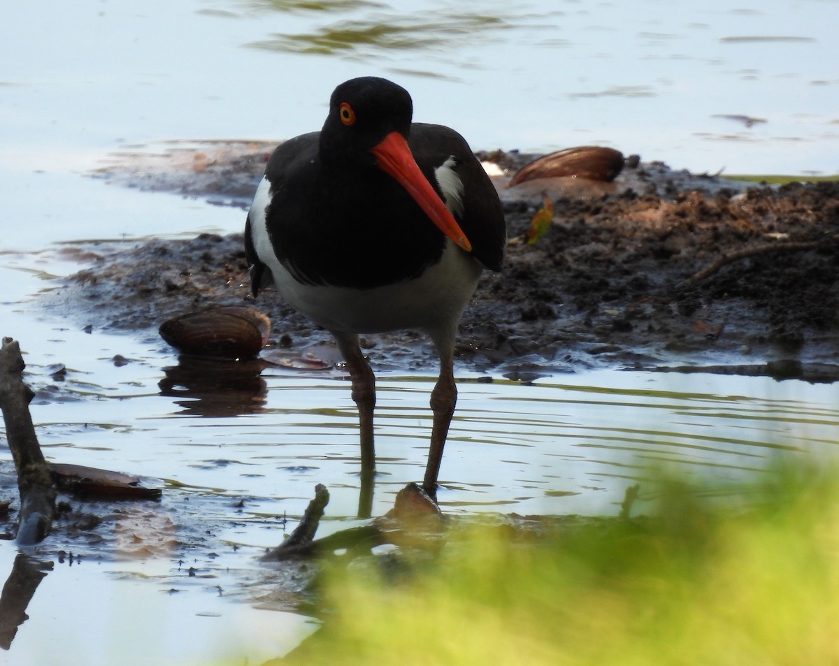 American Oystercatcher - ML571340621