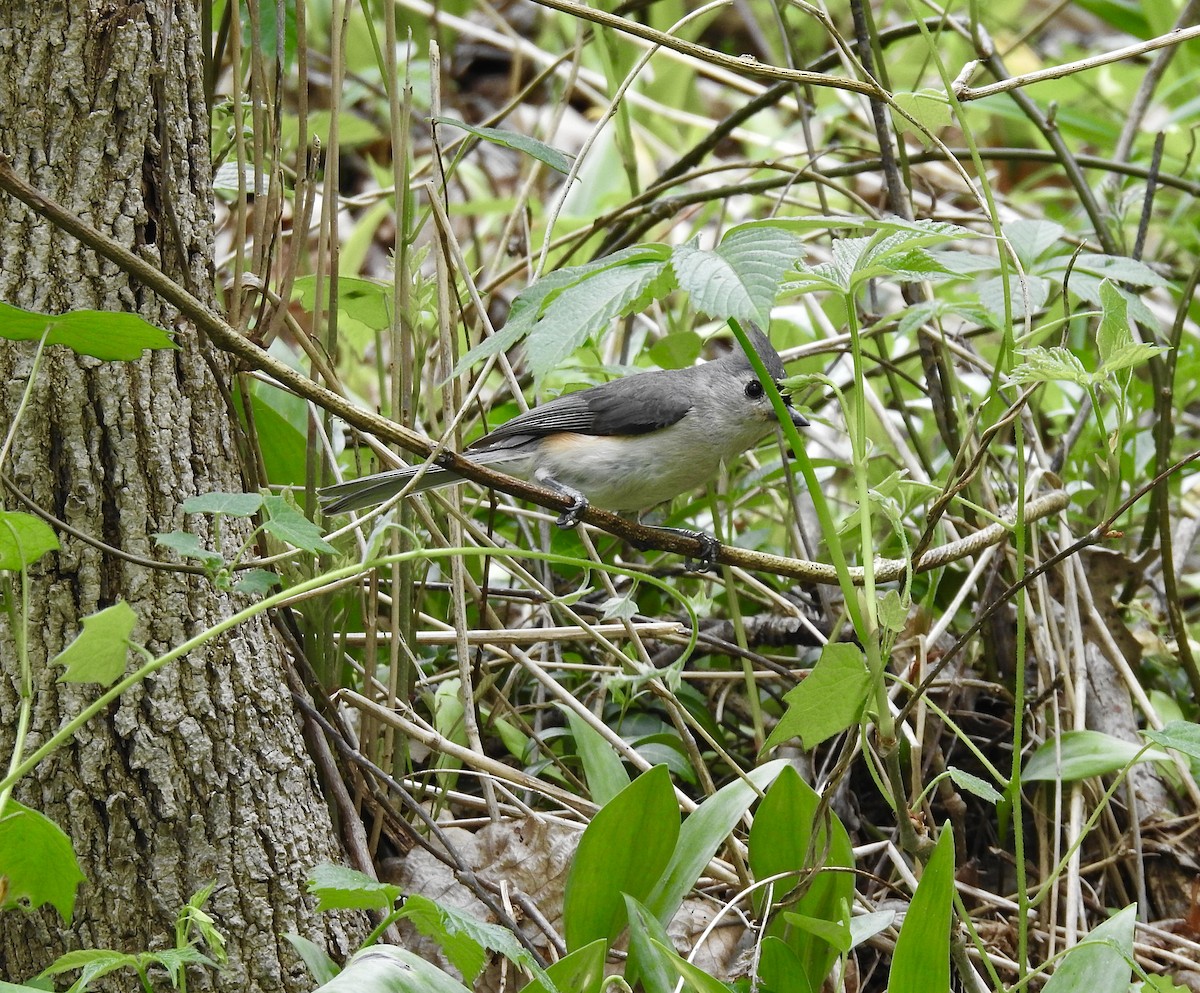 Tufted Titmouse - ML571340681
