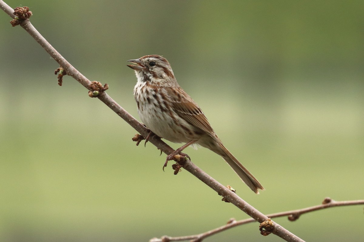 Song Sparrow - ML571340991