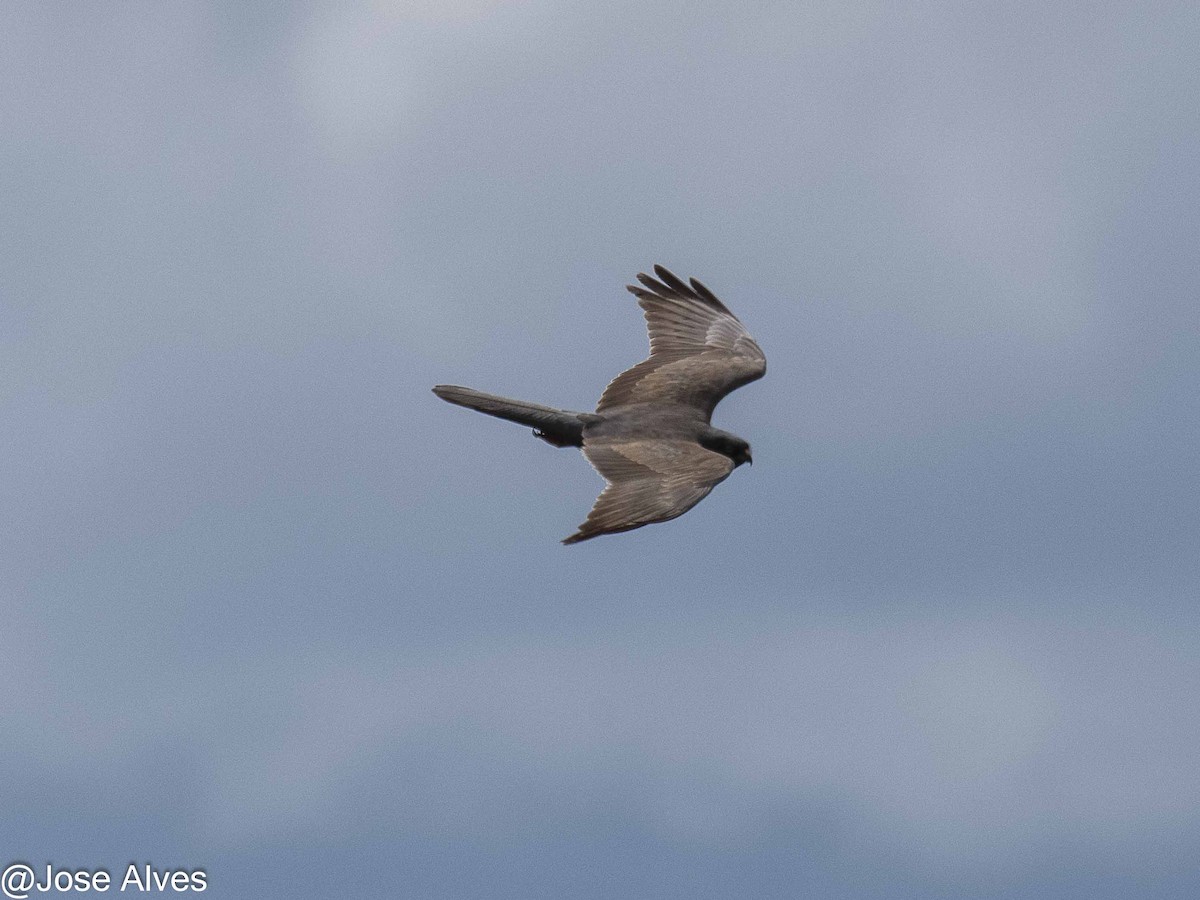 Montagu's Harrier - ML571341191