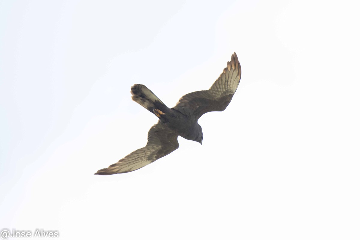 Montagu's Harrier - ML571341211