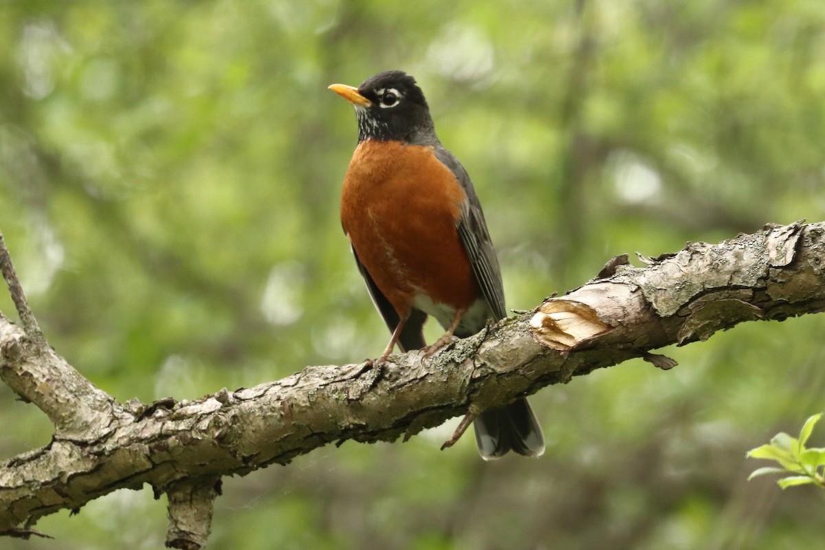American Robin - Jay Follett