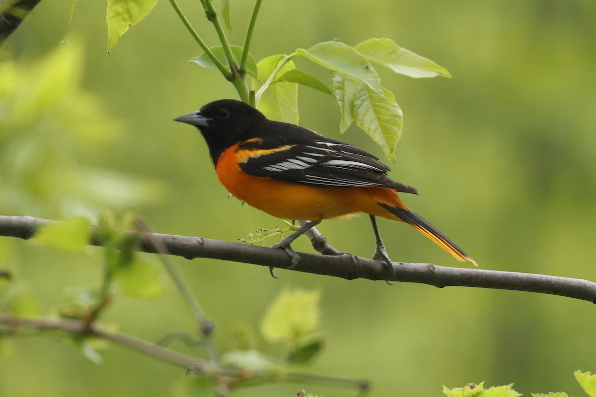 Baltimore Oriole - ML571342171
