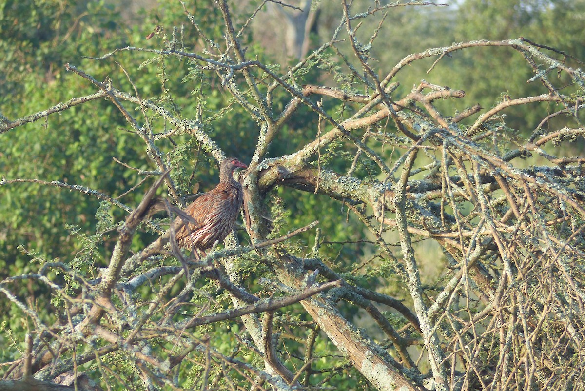 Francolin à poitrine grise - ML571342451