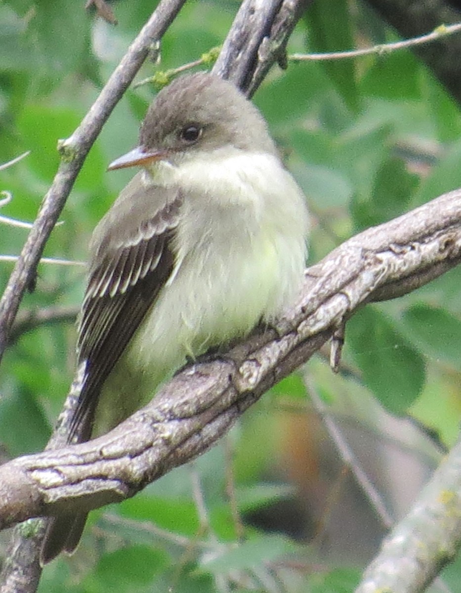 Eastern Wood-Pewee - ML571343521