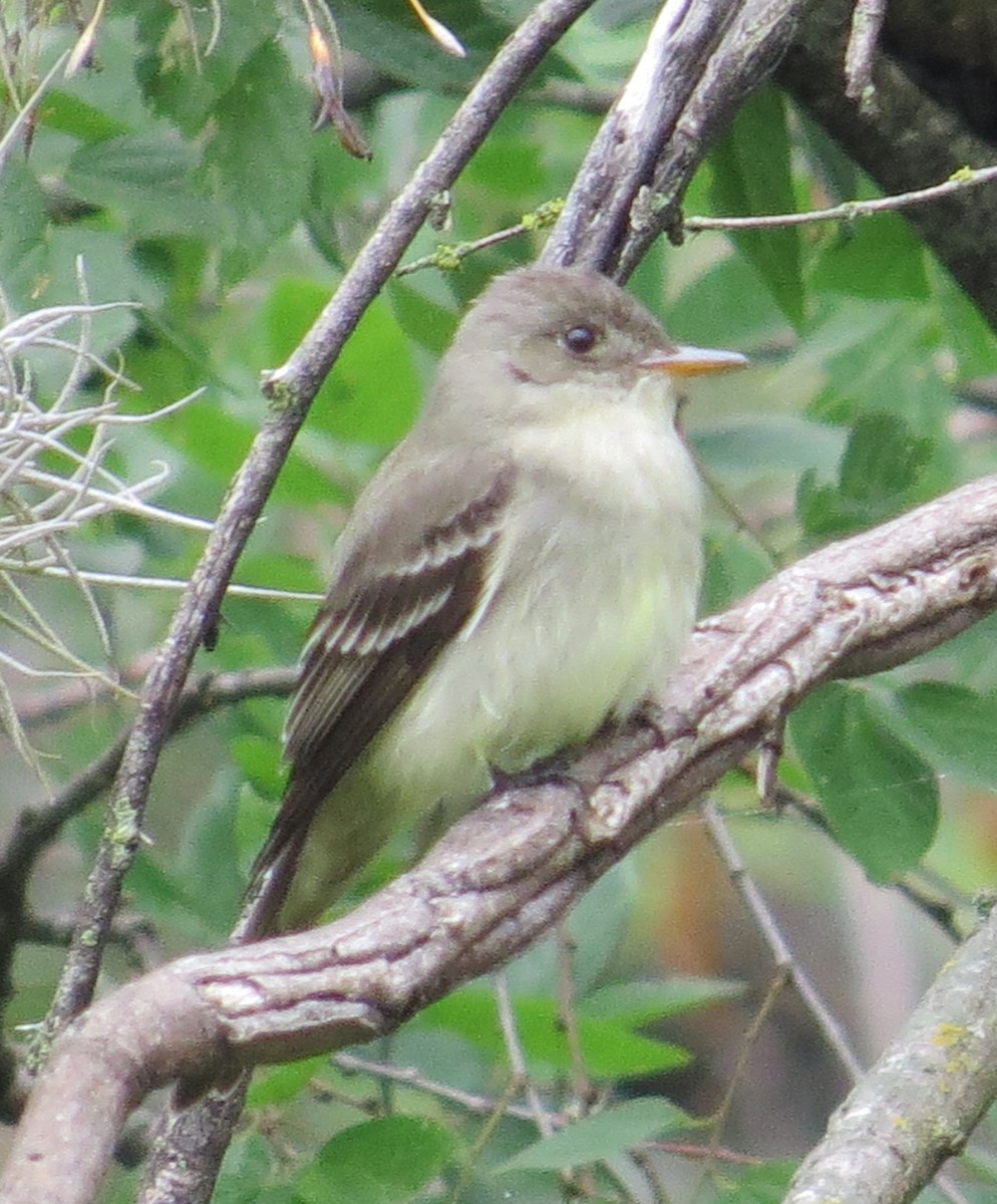 Eastern Wood-Pewee - ML571343531