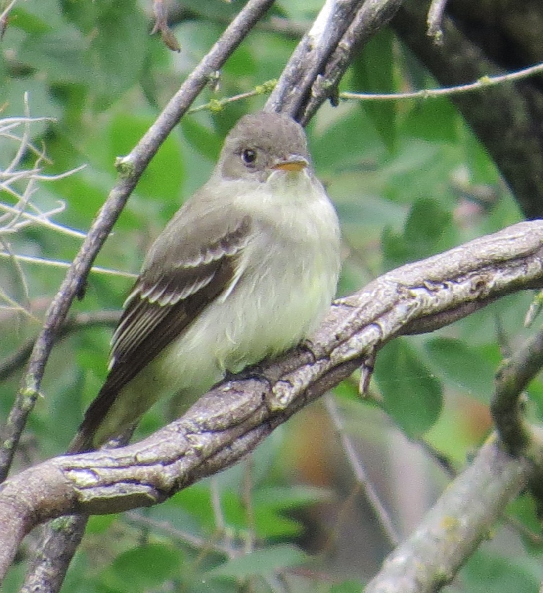 Eastern Wood-Pewee - ML571343541