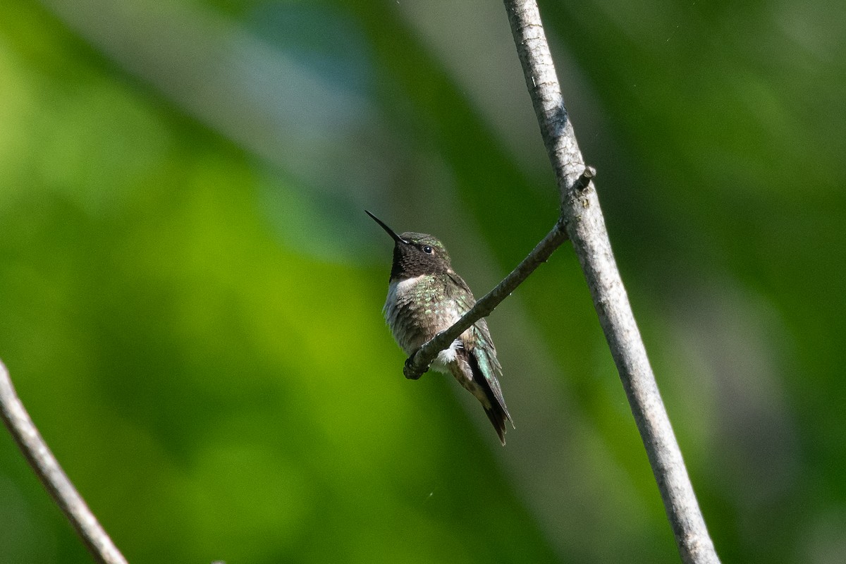 Ruby-throated Hummingbird - ML571344491