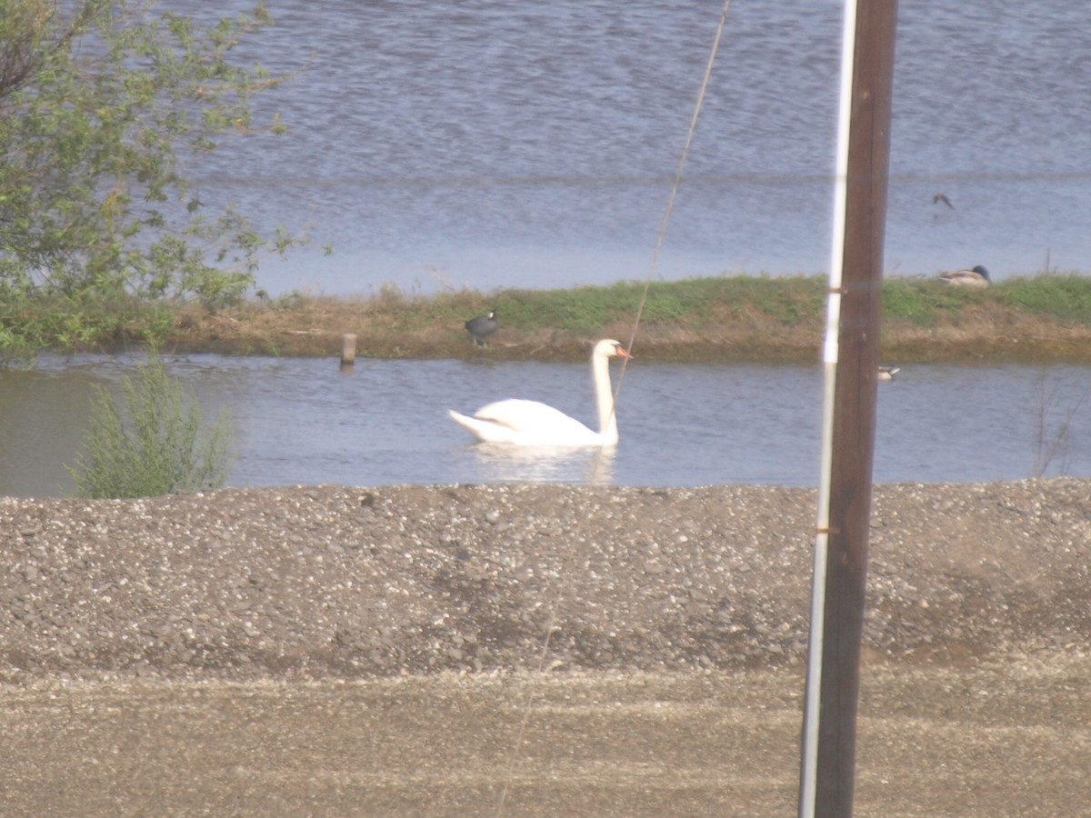 Cygne tuberculé - ML57134461