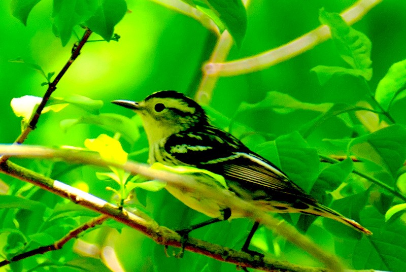 Black-and-white Warbler - ML571345131