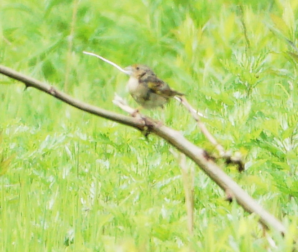 Grasshopper Sparrow - Melody Ragle