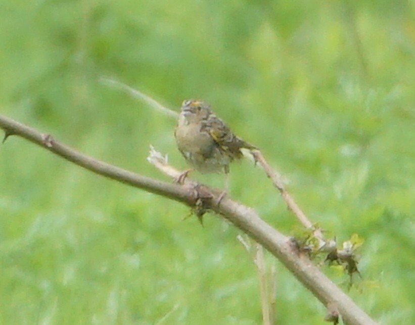 Grasshopper Sparrow - Melody Ragle