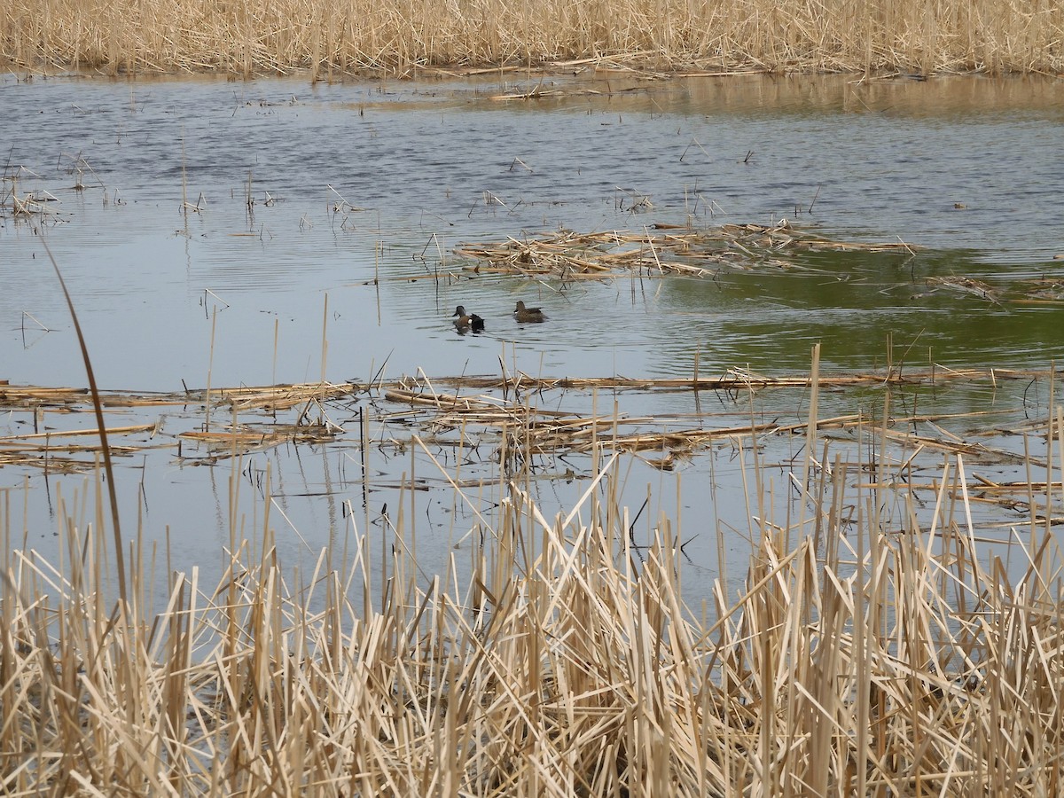 Blue-winged Teal - ML571346991