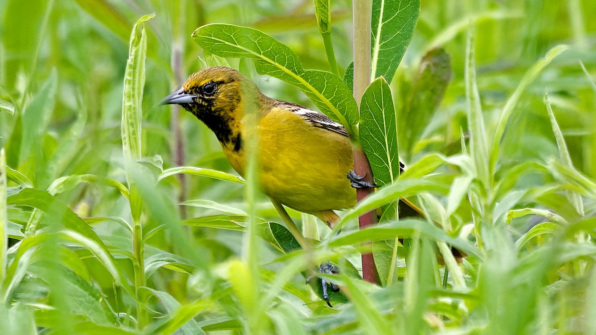 Orchard Oriole - ML571347261