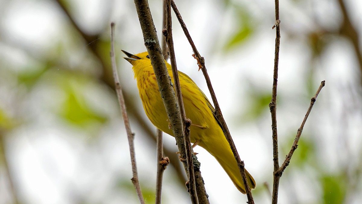Yellow Warbler - ML571348351