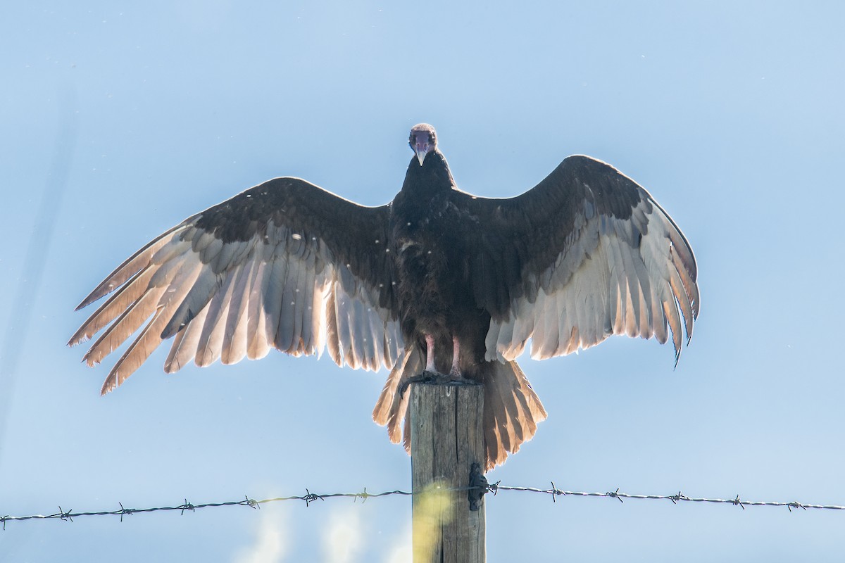 Turkey Vulture - Jeff Bleam