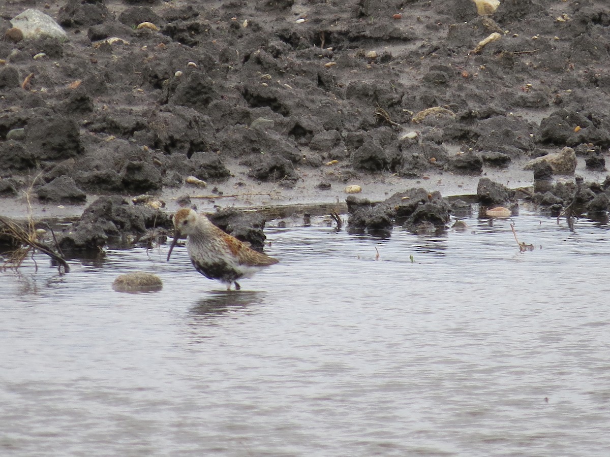 Dunlin - Garrett MacDonald