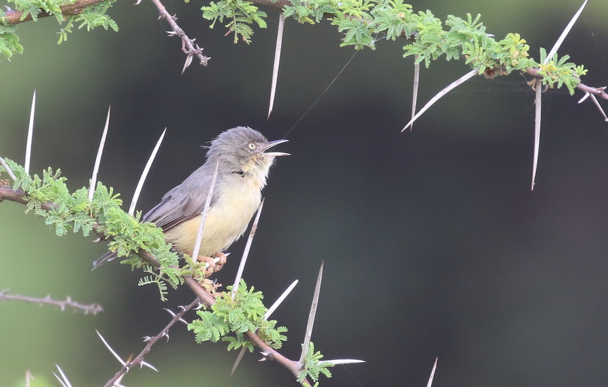 Burnt-neck Eremomela - Hendrik Swanepoel