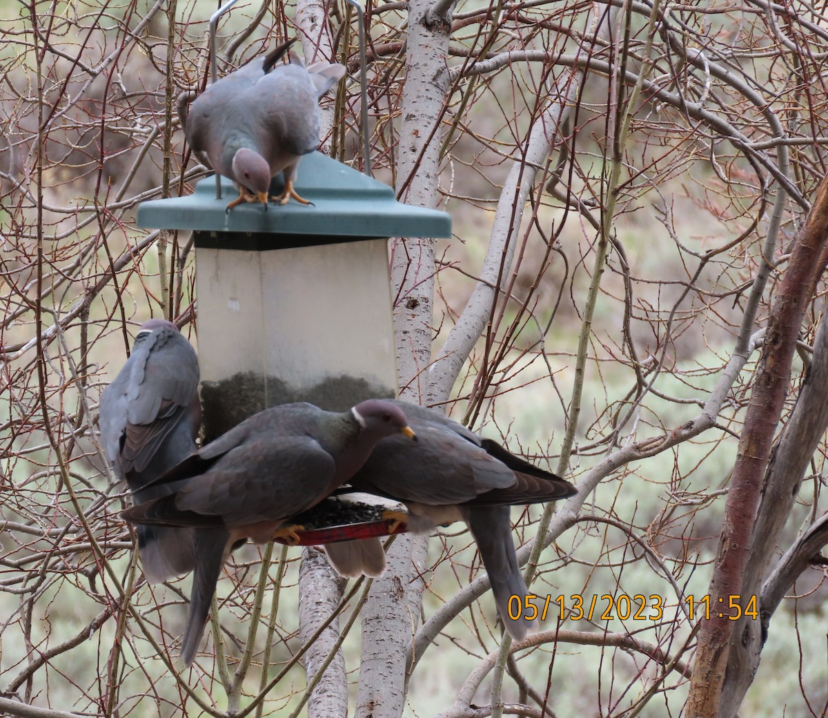 Band-tailed Pigeon - ML571351231