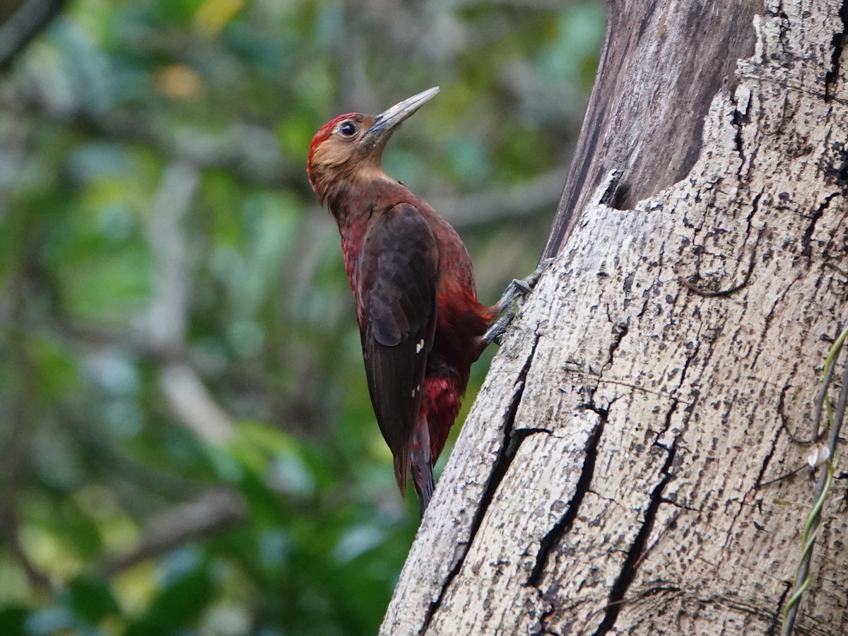 Okinawa Woodpecker - Barry Reed