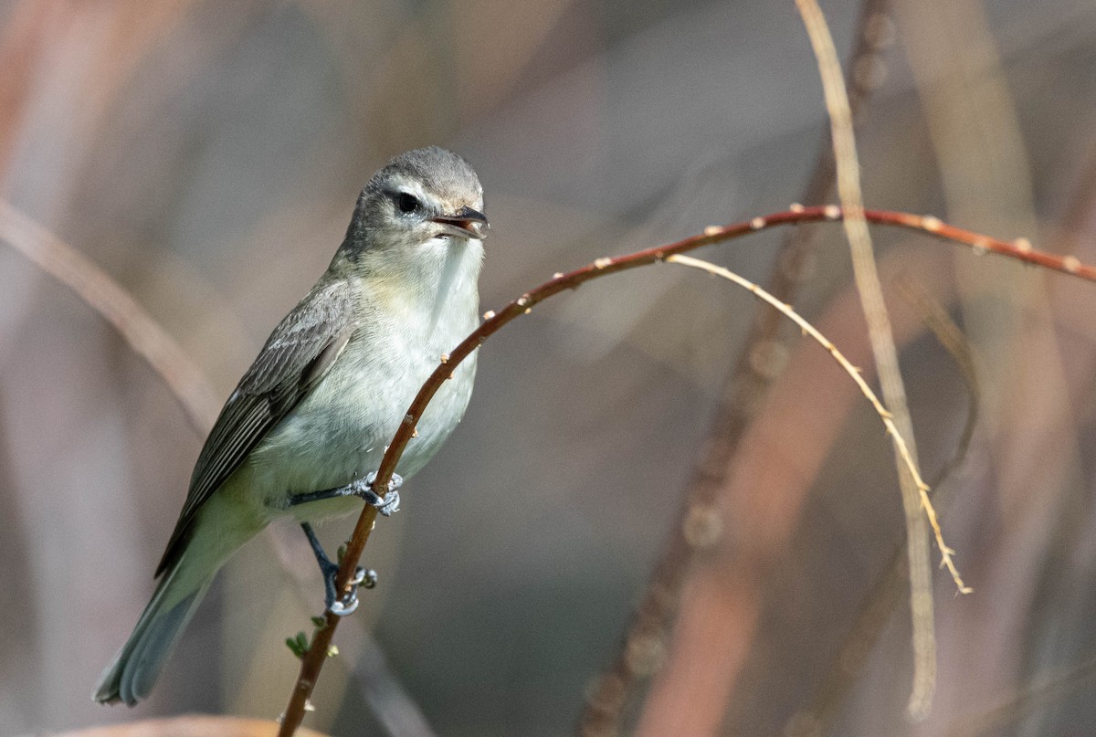 Warbling Vireo - ML571352161