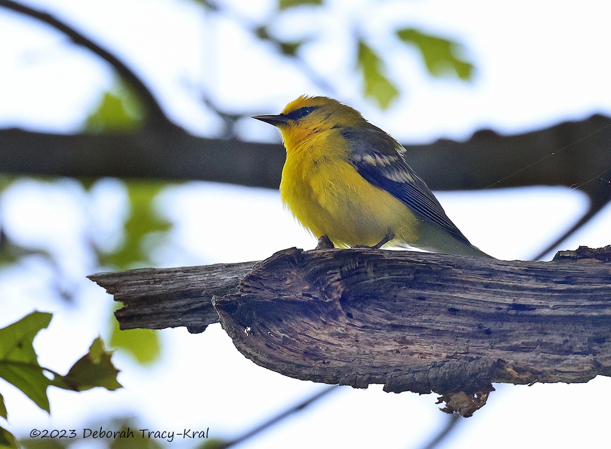 Blue-winged Warbler - ML571352471