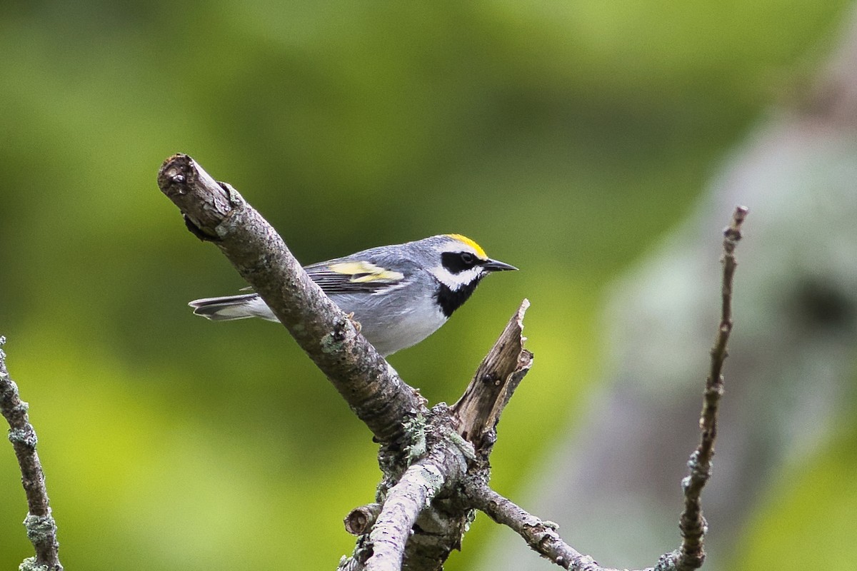 Golden-winged Warbler - Paul Droubay