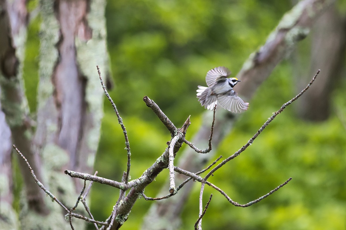 Golden-winged Warbler - ML571352871