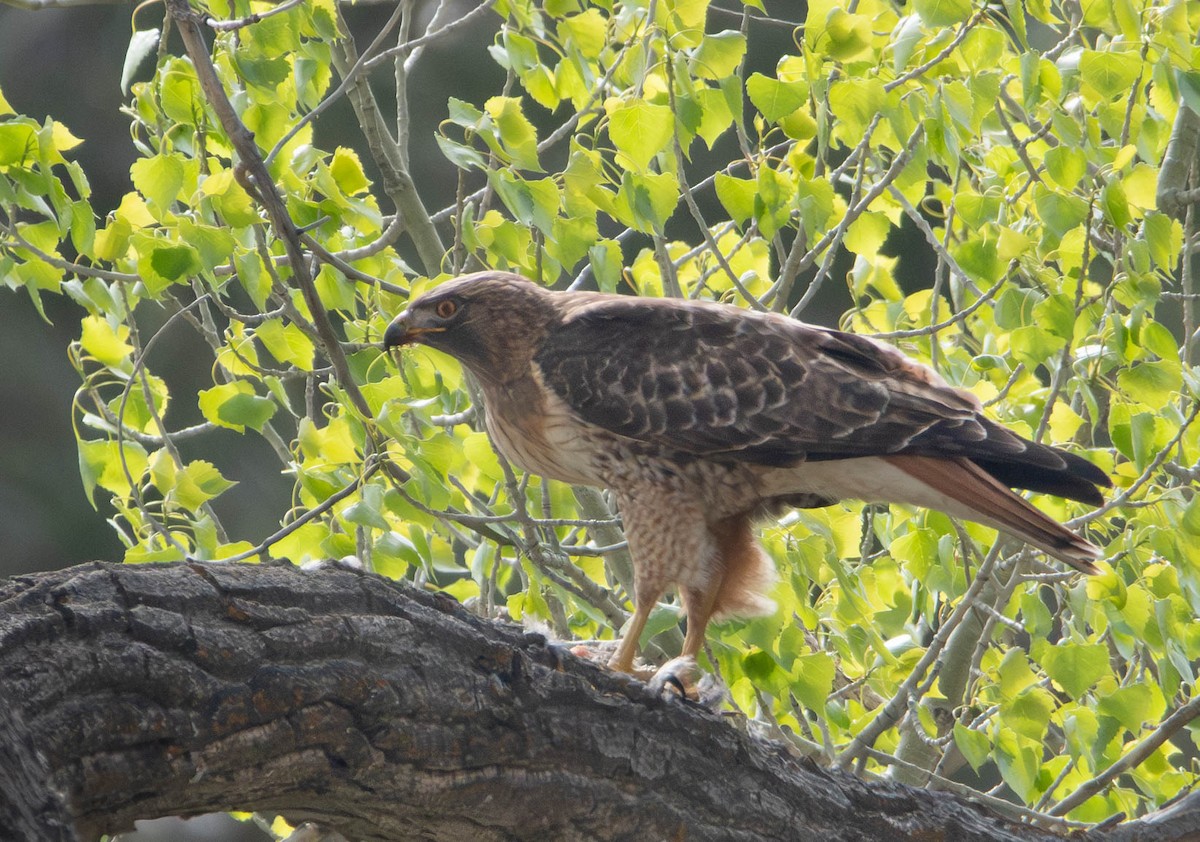 Red-tailed Hawk - ML571352941