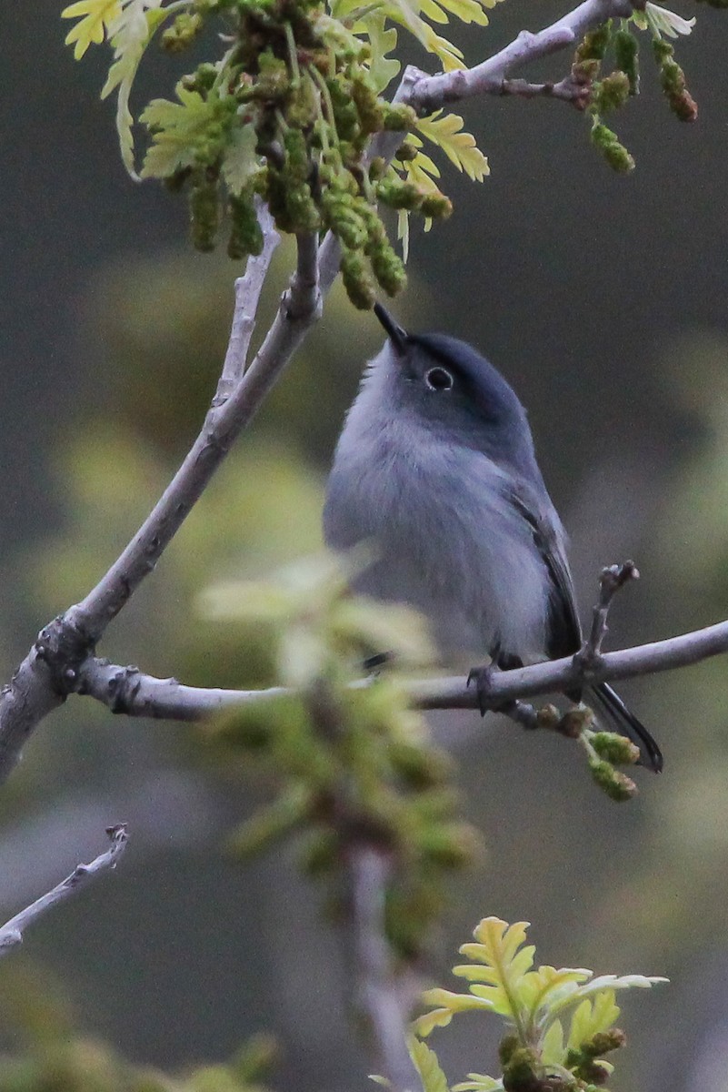 Blue-gray Gnatcatcher - ML571353261