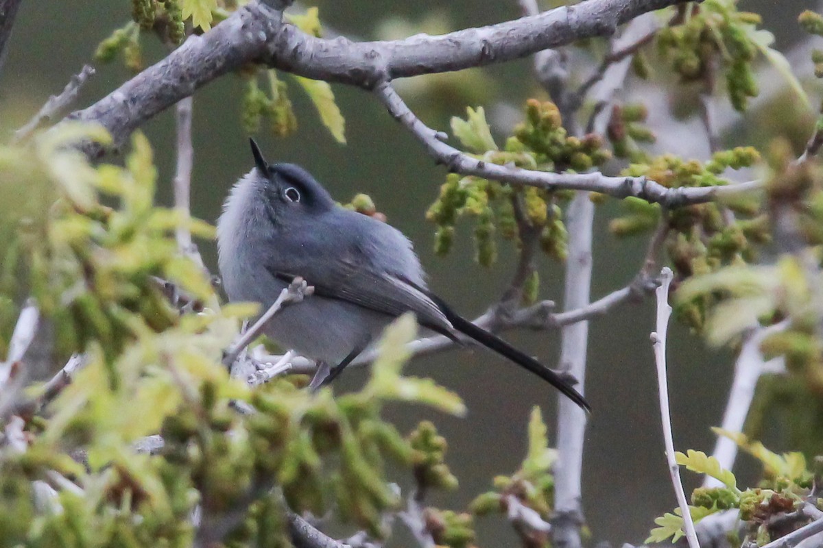 Blue-gray Gnatcatcher - ML571353271