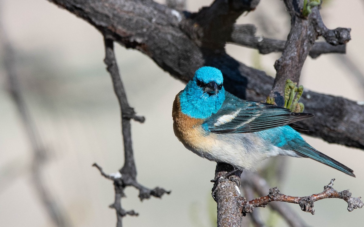 Lazuli Bunting - ML571353521