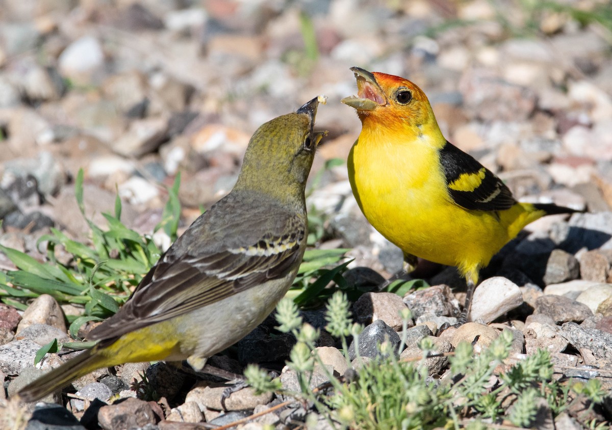 Western Tanager - ML571353781